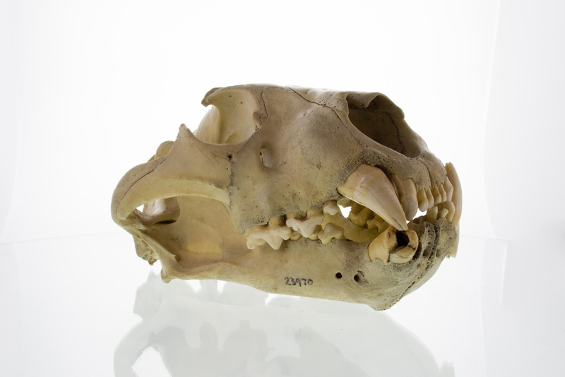 Image: The Field Museum